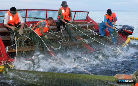 Лососевые перспективы обсудит ДВНПС на Сахалине