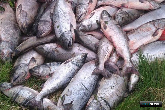 Лососевые браконьеры &laquo;попали&raquo; на 2,5 миллиона