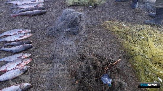 Воды кубанского заказника манят браконьеров Воды кубанского заказника манят браконьеров