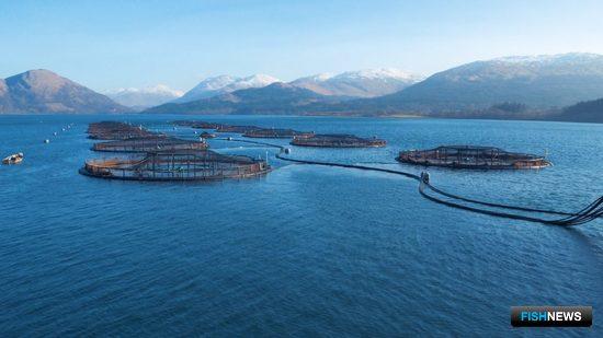 Шотландский лосось ждет проблем из-за Brexit Шотландский лосось ждет проблем из-за Brexit