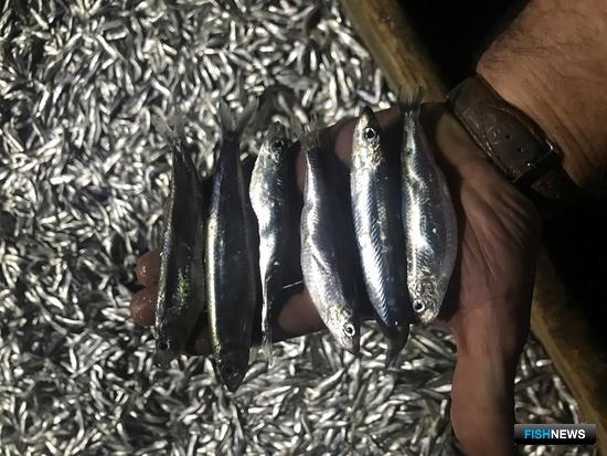 Каспийская килька стала популярнее