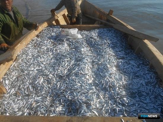 Каспийская килька стала популярнее