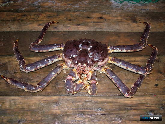 Ночная контрабанда краба и трепанга провалилась