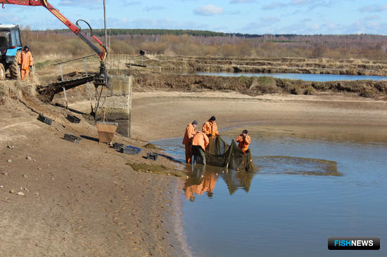 Нижегородских рыбоводов хотят поддерживать по-новому