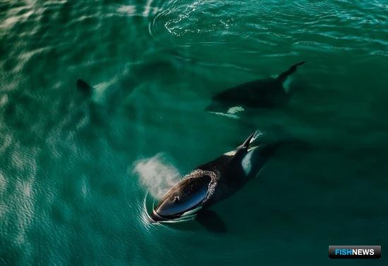 О китах и тюленях расскажут в морских заповедниках