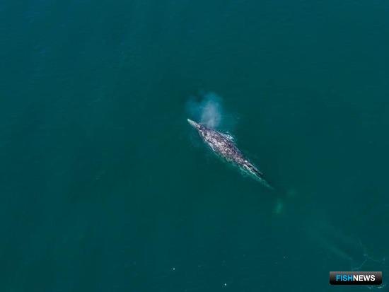 О китах и тюленях расскажут в морских заповедниках