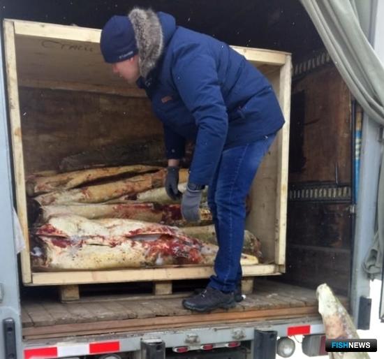 Браконьерская ОПГ построила бизнес на калуге Амура Браконьерская ОПГ построила бизнес на калуге Амура