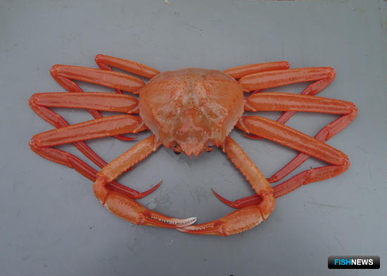 Глубоководные крабы остались без покупателя Глубоководные крабы остались без покупателя