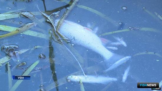 Ответственность за &laquo;пивной&raquo; замор возложили на коммунальщиков