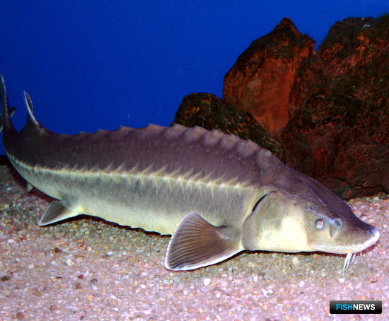 Интернет-уроки по ловле осетровых запретил суд