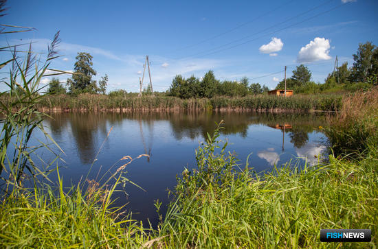 Один аквафермер на торгах не воин?