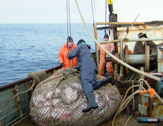 Российские уловы подбираются к миллиону тонн