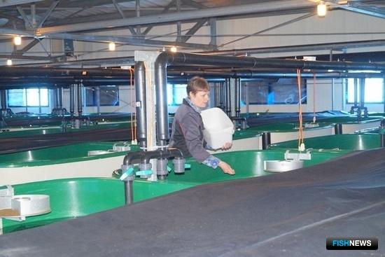 Рыбоводы Камчатки заканчивают «клеймить» лососей Рыбоводы Камчатки заканчивают «клеймить» лососей