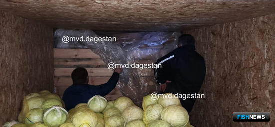 Дагестанская севрюга не доехала до Ставрополья Дагестанская севрюга не доехала до Ставрополья