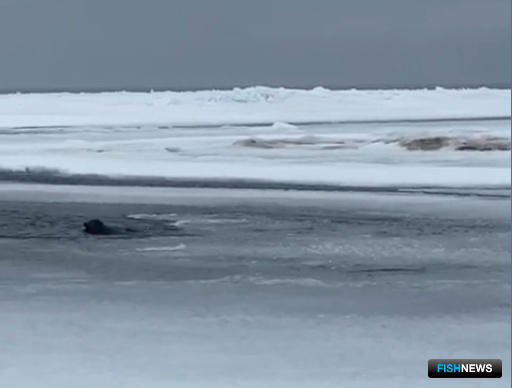 Сахалинские МЧСники пришли на помощь нерпе Сахалинские МЧСники пришли на помощь нерпе