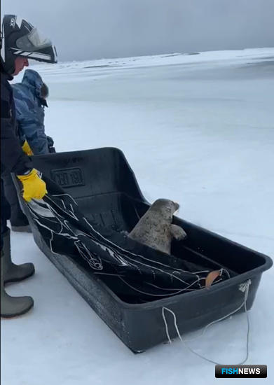 Сахалинские МЧСники пришли на помощь нерпе Сахалинские МЧСники пришли на помощь нерпе