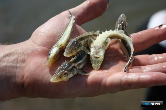 Рыбоводам обновили правила акклиматизации объектов аквакультуры Рыбоводам обновили правила акклиматизации объектов аквакультуры