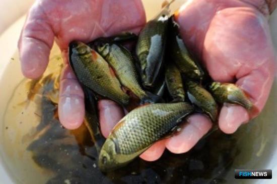 Сибирские аквафермеры смогут зарыбить еще 14 озер Сибирские аквафермеры смогут зарыбить еще 14 озер