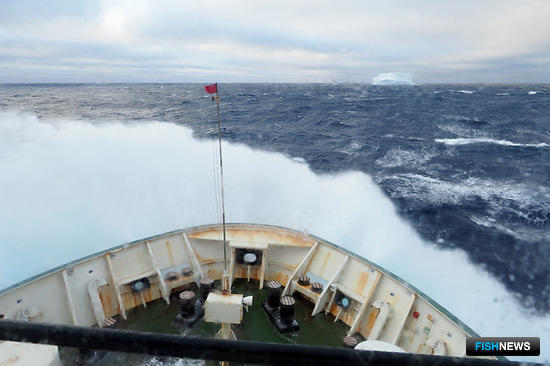 Запасы антарктического криля разведала &laquo;Атлантида&raquo;