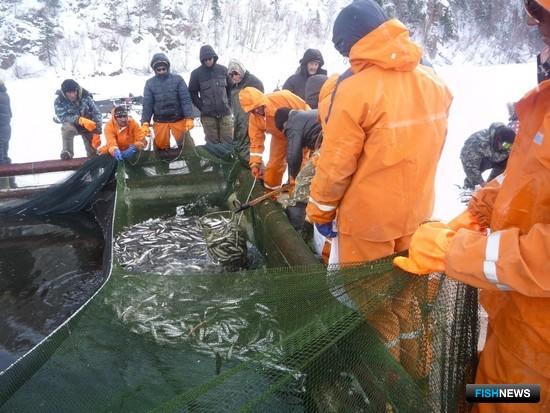 Наука изучит рыбные запасы Амура