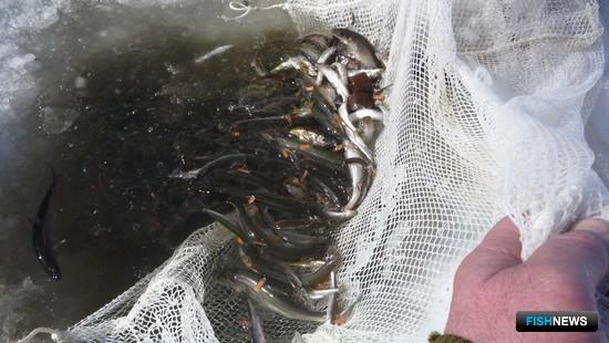 Наука изучит рыбные запасы Амура