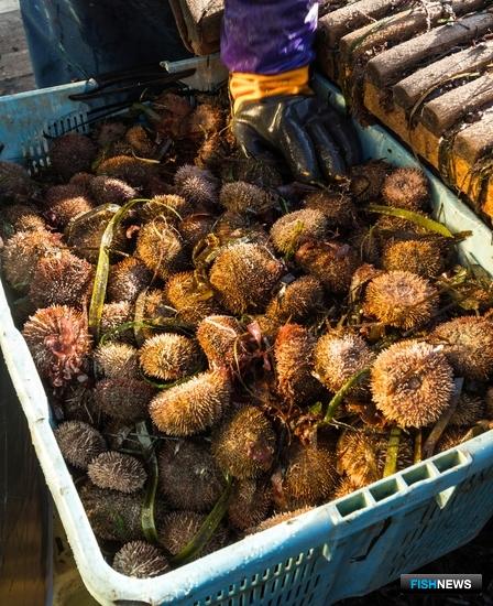 Сахалинская ассоциация просит Минприроды разобраться с запретом промысла