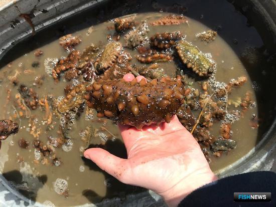 Браконьерские морепродукты не пустили на черный рынок