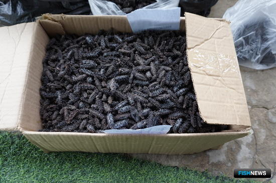 Браконьерские морепродукты не пустили на черный рынок