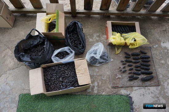 Браконьерские морепродукты не пустили на черный рынок