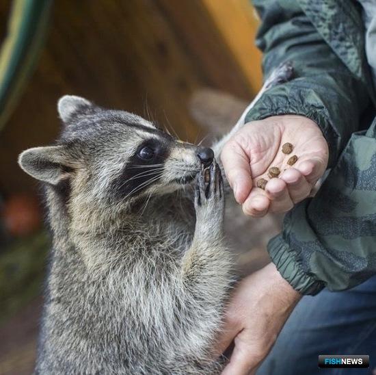 Сделай доброе дело – накорми льва Сделай доброе дело – накорми льва