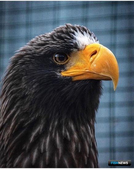 Сделай доброе дело – накорми льва Сделай доброе дело – накорми льва