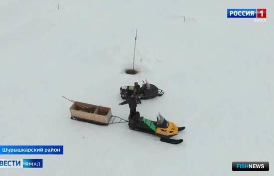 Браконьеры ЯНАО стали «кинозвездами» Браконьеры ЯНАО стали «кинозвездами»