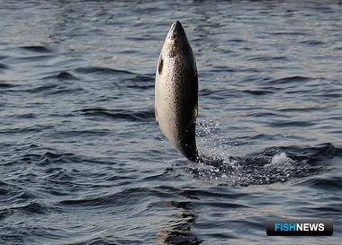 В Поморье принимают заявки на семгу и горбушу В Поморье принимают заявки на семгу и горбушу