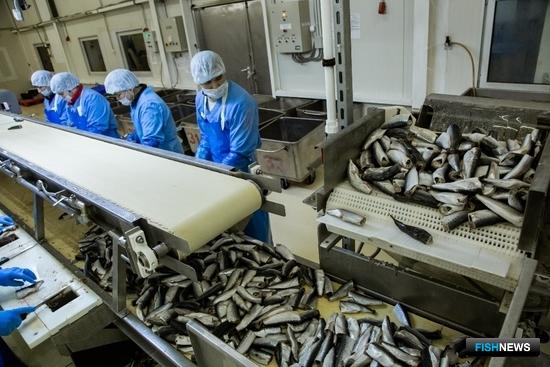 «Антей» вновь отправится за иваси «Антей» вновь отправится за иваси