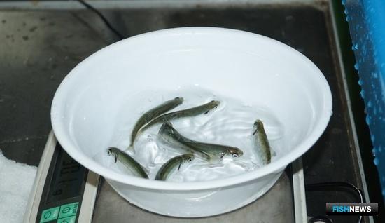 Камчатку зарыбляют новыми поколениями лосося Камчатку зарыбляют новыми поколениями лосося