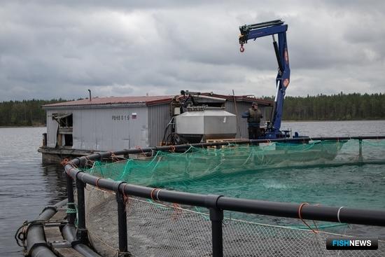 Льготное страхование аквакультуры пробуют на практике Льготное страхование аквакультуры пробуют на практике