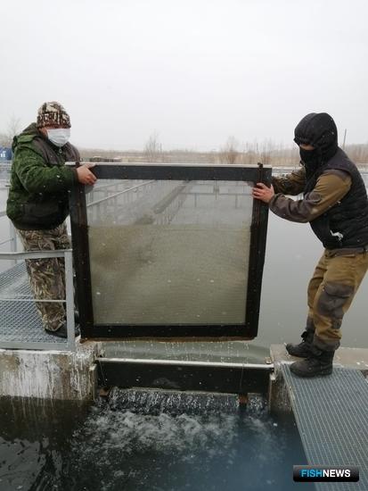 Реки бассейна Амура принимают кету от рыбоводов