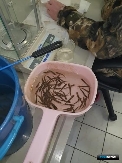 Реки бассейна Амура принимают кету от рыбоводов