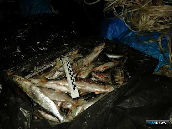 Бурятские полицейские вышли на «Путину» Бурятские полицейские вышли на «Путину»