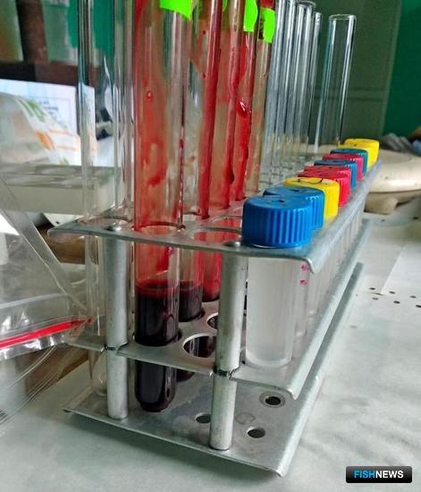 Здоровье азовского пиленгаса проверяют перед нерестом Здоровье азовского пиленгаса проверяют перед нерестом