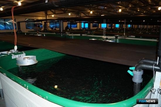 Рыбоводы Камчатки начали выпуски чавычи и нерки Рыбоводы Камчатки начали выпуски чавычи и нерки