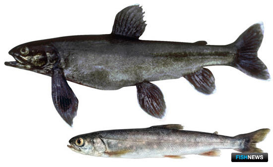 Родословную гольцов древнего озера исследуют ихтиологи Родословную гольцов древнего озера исследуют ихтиологи