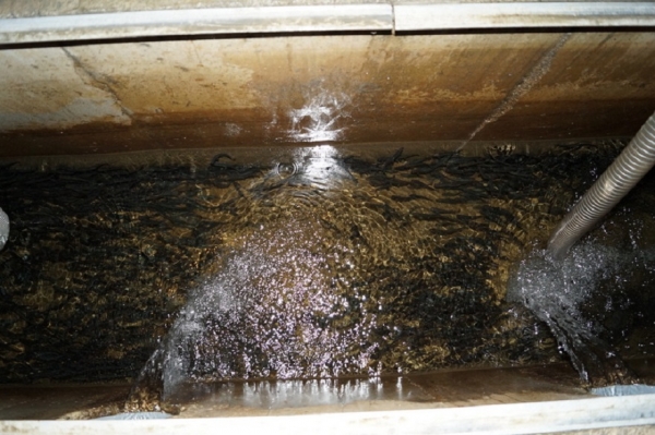 
			На рыбоводных заводах Северо-Восточного филиала &laquo;Главрыбвода&raquo; продолжаются выпуски молоди лососевых		