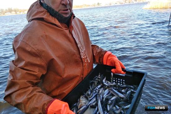 Корюшковая путина на Ладоге проходит удачно Корюшковая путина на Ладоге проходит удачно