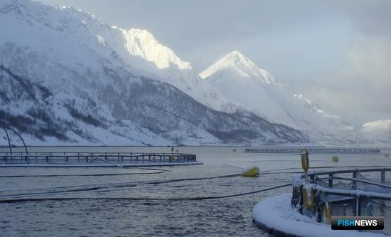 Лососеводов Норвегии ждет новый налог Лососеводов Норвегии ждет новый налог