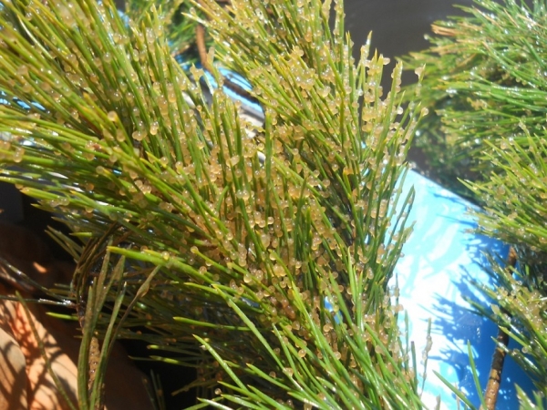 
			&laquo;Главрыбвод&raquo; принял участие в акции по восстановлению рыбных запасов Волги		