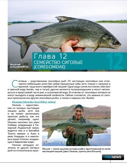 Лососевых Дальнего Востока собрали в одной книге Лососевых Дальнего Востока собрали в одной книге