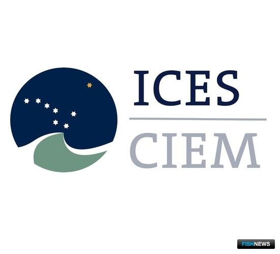 Наука согласовала рекомендации по глубоководным рыбам 