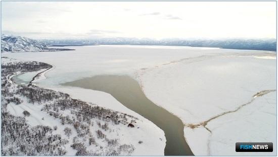 Лосося реки Камчатка встречают ученые Лосося реки Камчатка встречают ученые