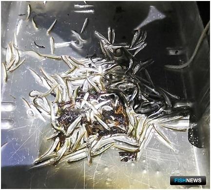 Молодь камчатской горбуши считают на пути в море Молодь камчатской горбуши считают на пути в море